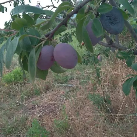 The Little Oasis Villa *