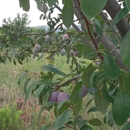 The Little Oasis Villa Shkodra