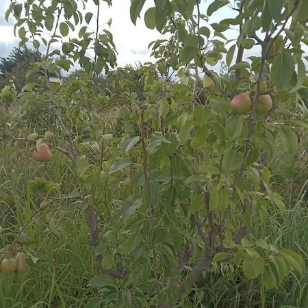 Villa The Little Oasis Shkodër