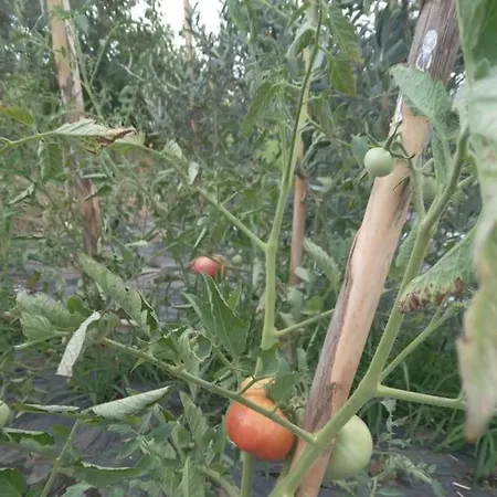 The Little Oasis * Shkodër