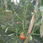 The Little Oasis * Σκόδρα