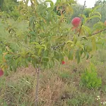 The Little Oasis Σκόδρα