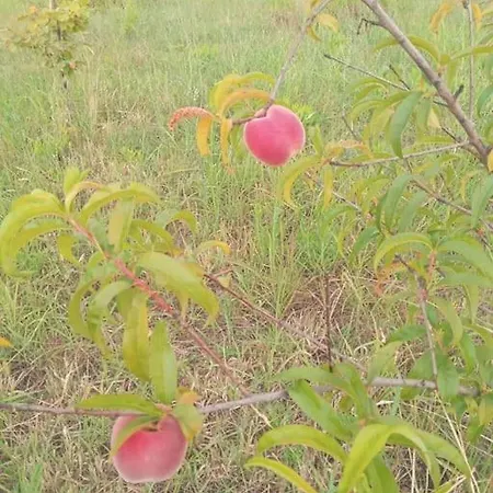 וילה The Little Oasis *