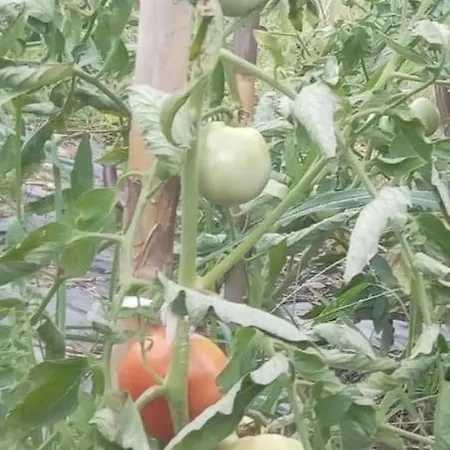 וילה The Little Oasis