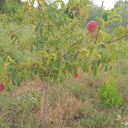 The Little Oasis Шкодер