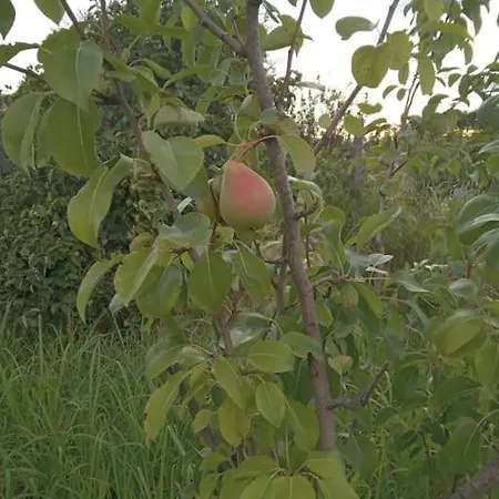 The Little Oasis * Шкодер