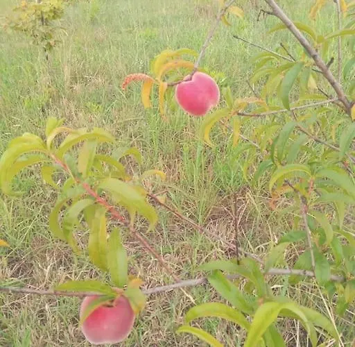 Villa The Little Oasis *