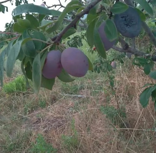 The Little Oasis Villa *