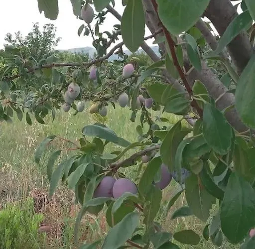 The Little Oasis Villa Shkodër
