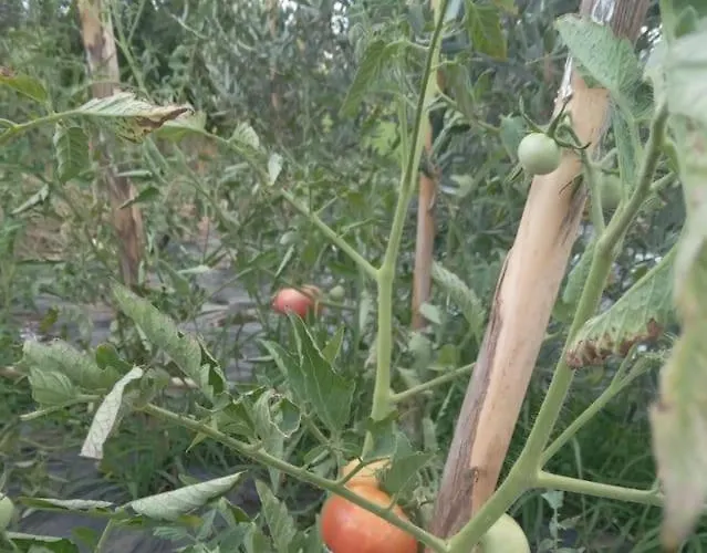 The Little Oasis * Shkodër