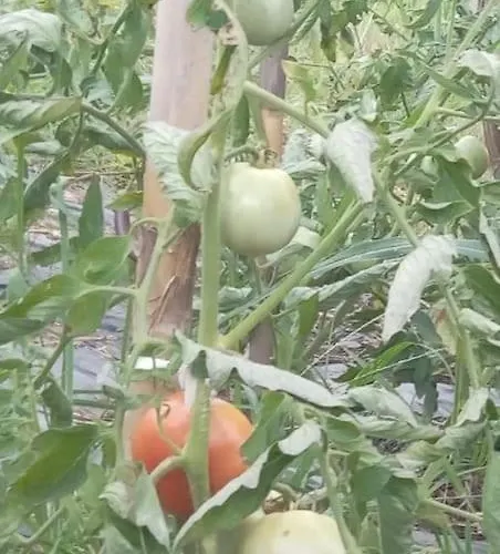 Villa The Little Oasis