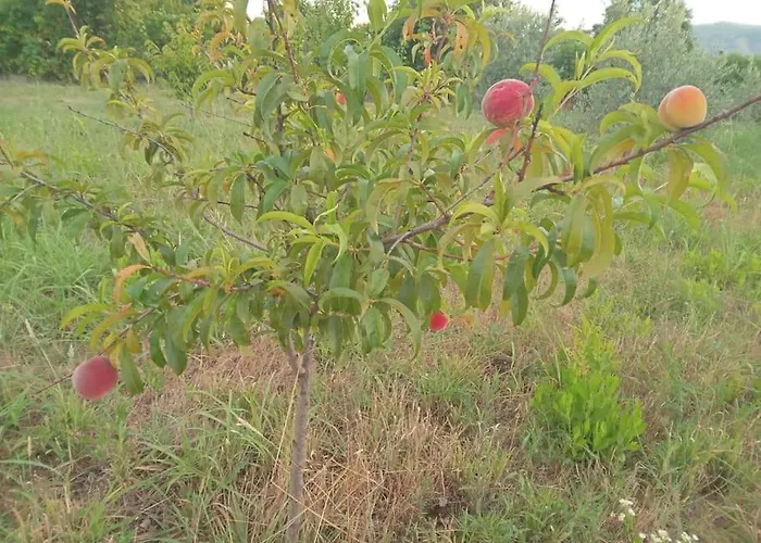 The Little Oasis Shkodër